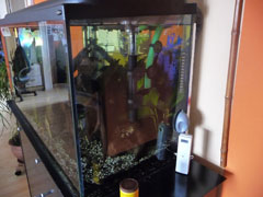 aquarium1